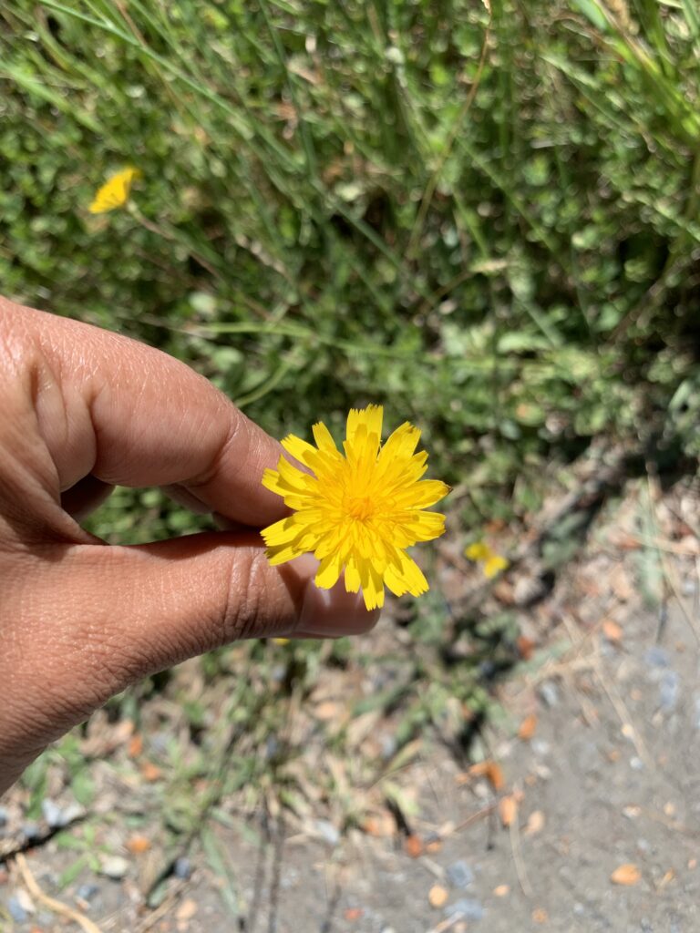 Close-up of a single yellow dandelion flower growing in grass, symbolizing simplicity and mindfulness.