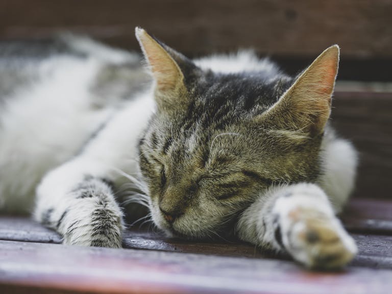 The Surprising Power of Napping